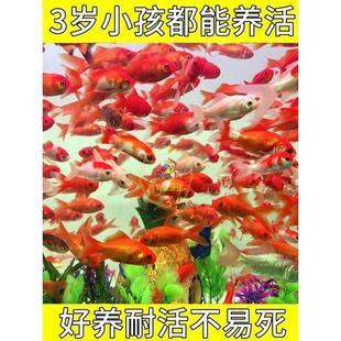观赏鱼小草金鱼鱼苗好养耐活鱼冷水鱼自来水可养易存活龙鱼饲料a6