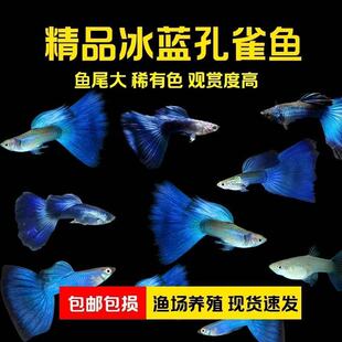 大体种鱼新品种精品稀有孔雀鱼粗鳞小型热带泰系黄金满鳞孔雀鱼