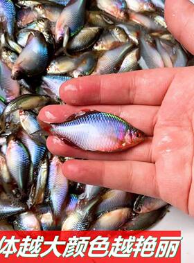 广齐齐氏冷水溪流高颜值淡水鱼耐活好养齐氏鳑鲏鱼溪流鱼独立包装