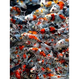 观赏鱼冷水鱼花鲫龙鱼饲料鱼练手鱼练手鱼草金鱼活体金鱼a6