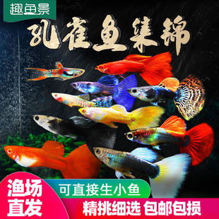 精品孔雀鱼稀有高端热带观赏鱼好养耐活精品凤尾淡水鱼活体宠物鱼