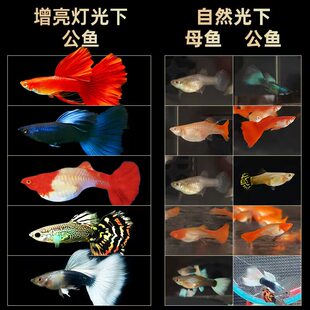 热带鱼繁殖孕母凤尾凤尾鱼精品孔雀鱼观赏鱼热带小鱼淡水好养耐活