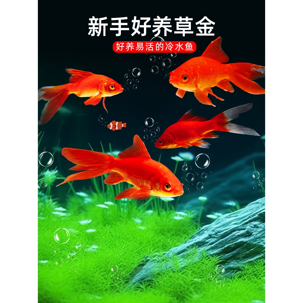 草金鱼活鱼观赏鱼鱼苗小金鱼小型淡水好养耐活冷水锦鲤金鱼活体