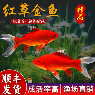 观赏鱼草金鱼苗养不死金鱼小鱼活鱼小宠物好养耐活龙鱼乌龟饲料a7