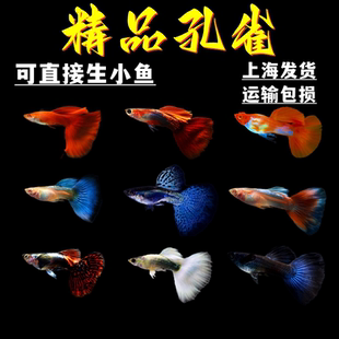 小型鱼孕公母淡水鱼观赏鱼苗凤尾热带鱼小鱼金鱼杂袍孔雀鱼品种