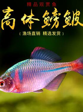 全公鱼高体观赏鱼鳑鲏鱼七彩石旁皮除燥冷水鱼饲料小型鱼原生包活