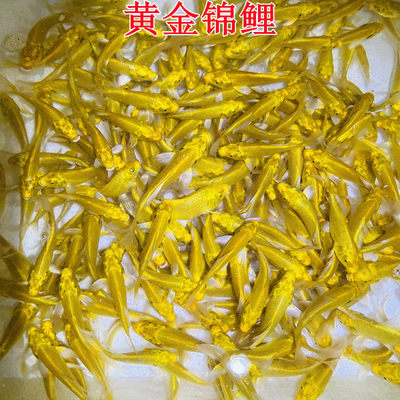 锦鲤金鱼红鲫鱼鱼苗红草鱼小草金锦鲫冷水活体观赏鱼a6