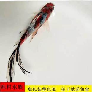 草金观赏鱼长尾鱼金鱼锦鲤活体冷水观赏鱼五花红花锦鲫淡水鱼包a3
