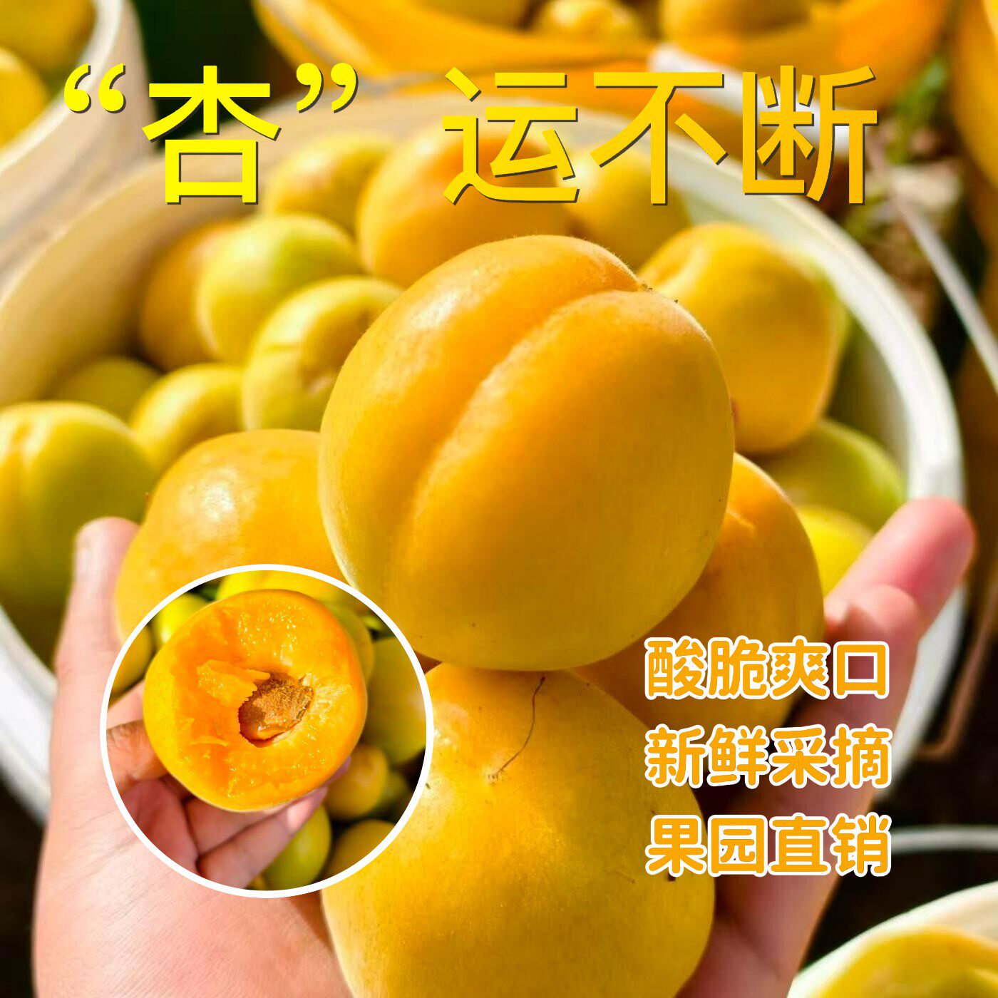 陕西大黄杏当季新鲜孕妇酸甜水果现摘青金太阳杏子整箱包邮