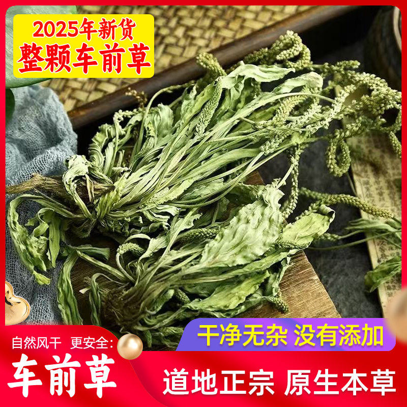 车前草干货原货整颗500g克车前草原本草 泡茶新鲜车前草带穗