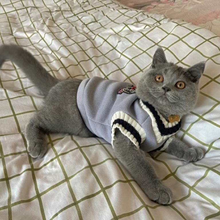 2024新款猫咪马甲宠物狗狗衣服春秋无袖背心韩版蓝猫加菲美短布偶