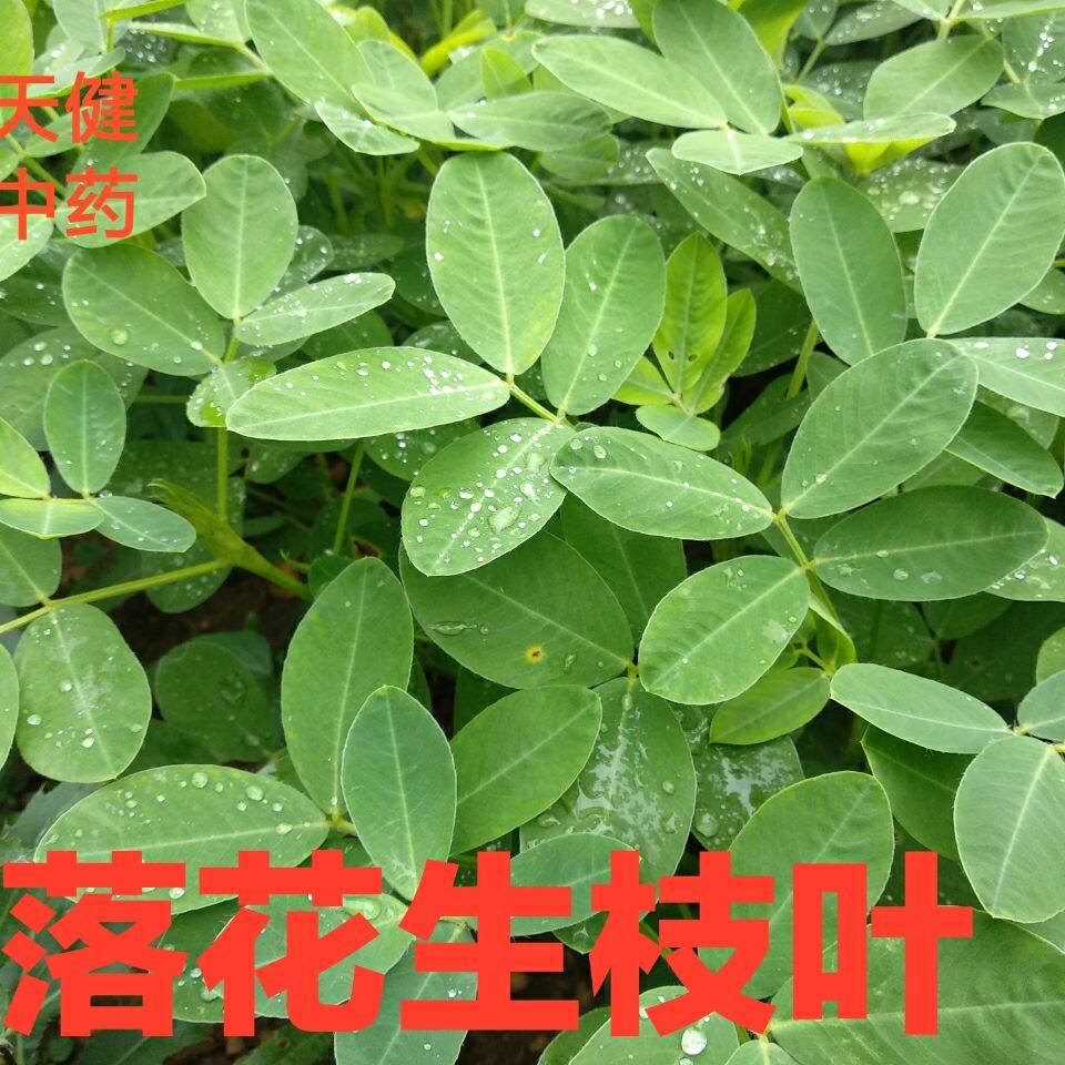 花生叶中药材落花生枝叶新鲜图片