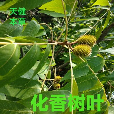 化香树叶中药材化香树果花木香叶