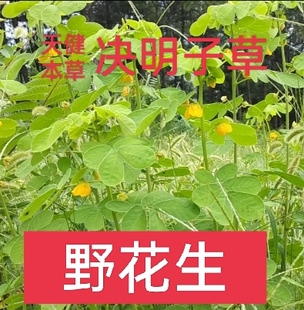 野花生根中药决明子草根马蹄决明假花生草决明千里光夜关门夜合草