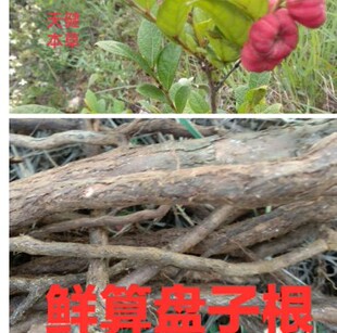 算盘子根中药材南瓜根算盘子算盘子叶新鲜干货250克包邮