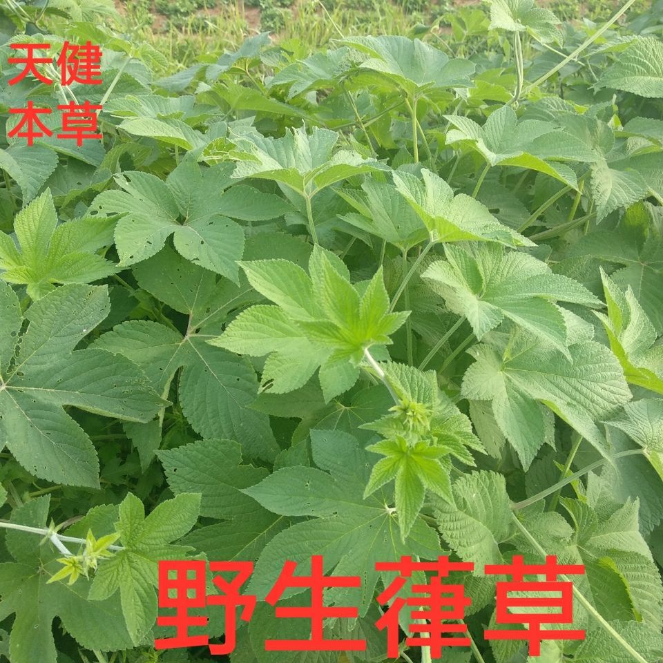 葎草中药勒草黑草穿肠草苦瓜藤锯锯藤拉拉藤五爪龙新货500克包邮