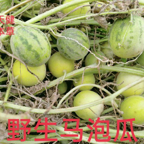 马泡瓜中药材马宝马泡蛋小野瓜