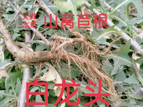 山莴苣中药材白龙头河南南阳