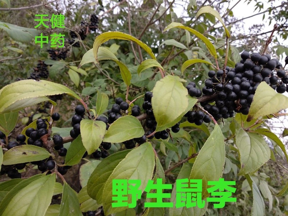 鼠李中药冻绿臭李子山李子女儿茶牛筋子乌搓子鹿梨新货250克包邮