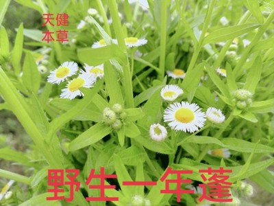 一年蓬中药女菀野蒿牙肿旋覆花