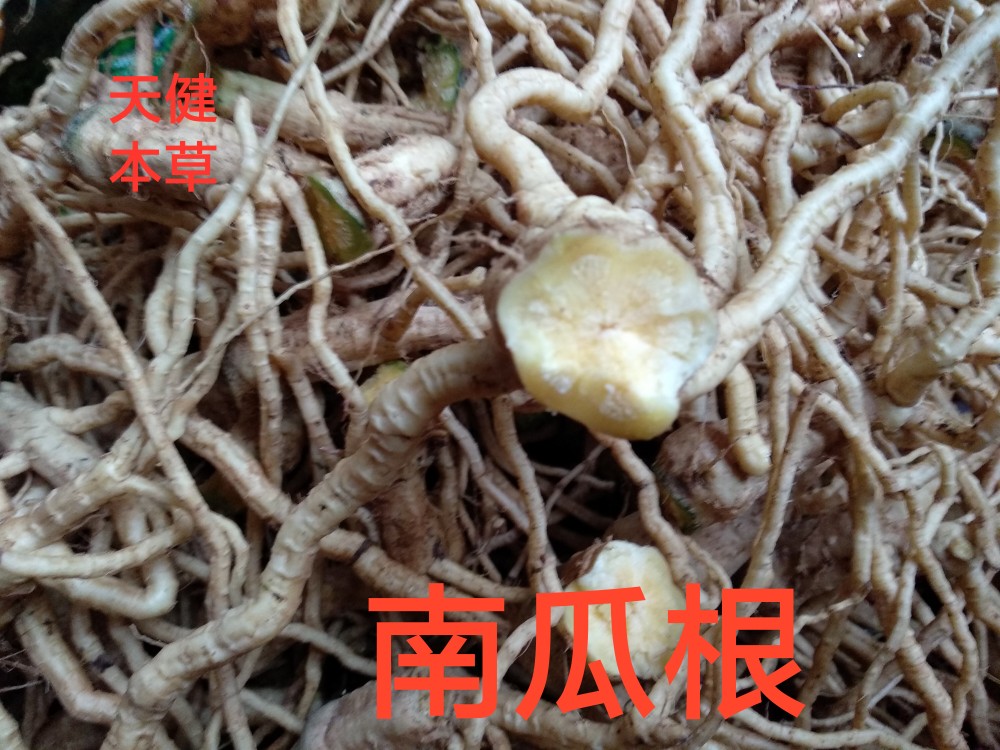 新鲜南瓜根中药今年新货南瓜藤麦