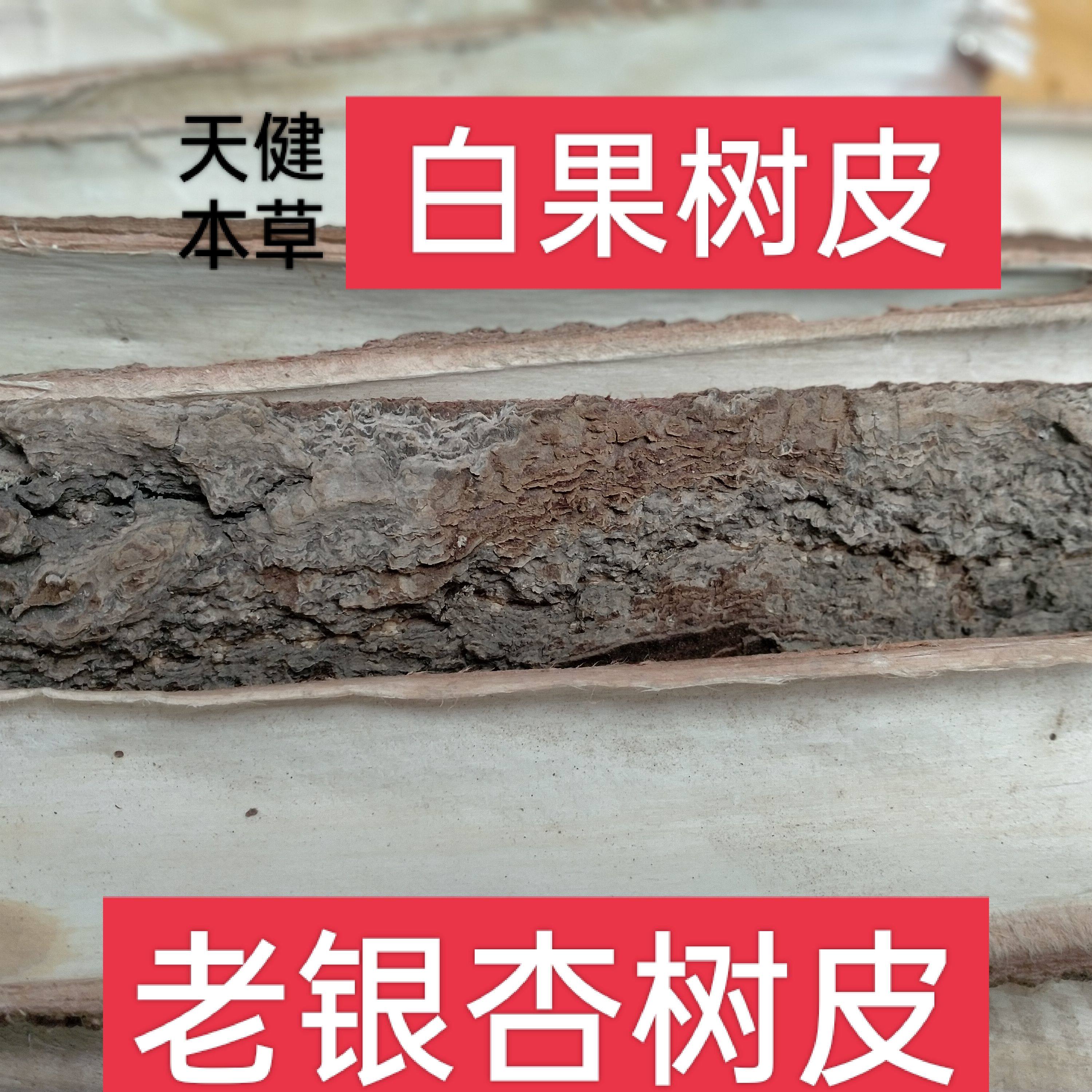 白果树皮中药材银杏树皮公孙树皮白果树根皮银杏树根皮干货