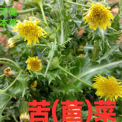 苦菜中药材滇苦菜苦苣菜青菜堇菜苦荬天香菜苦马菜500克新鲜干货