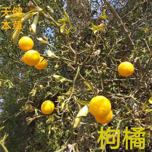 枸橘中药枳壳沉蛋臭橘铁篱笆