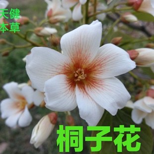 桐子花中药材油桐花油桐子气桐子桐叶500克新鲜干货包邮