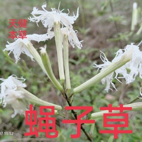 蝇子草中药脱力草银柴胡鹤草野蚊子草沙参接骨丹鲤鱼仙桃麦瓶草