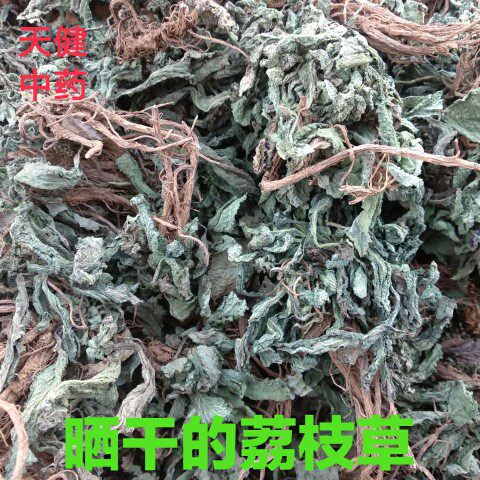 野生荔枝草中药雪见草荠苧天名精凤眼草雪里青野芝麻癞蛤蟆草干