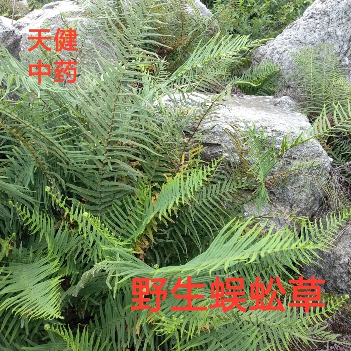 新鲜蜈蚣草野生中药材蜈蚣蕨肾蕨贯众狗脊黑舒筋草500克鲜货