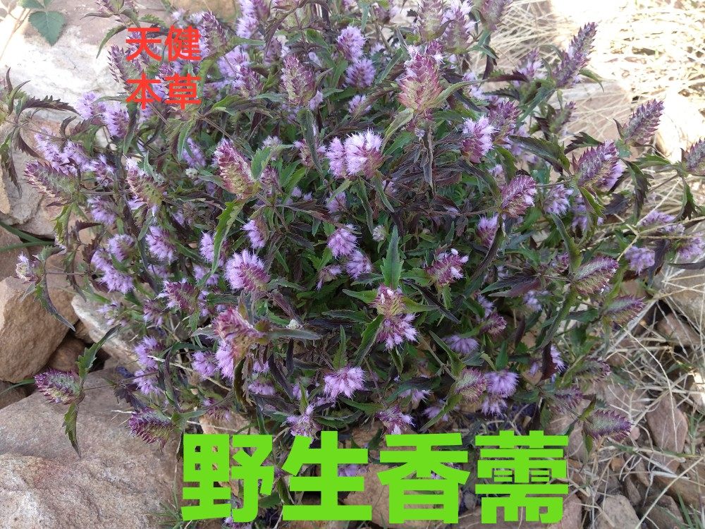 香薷中药石香薷石香葇华荠苎鱼香草香茹香茅细叶七星剑五香草干货