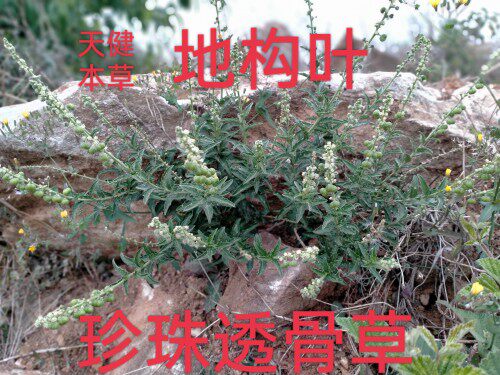 野生透骨草无硫中药材珍珠透骨草大戟地构叶枸皮草新鲜干货包邮