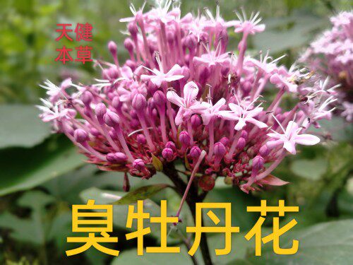 臭牡丹中药材臭牡丹花臭茉莉臭梧桐大红袍臭草臭芙蓉新鲜干货