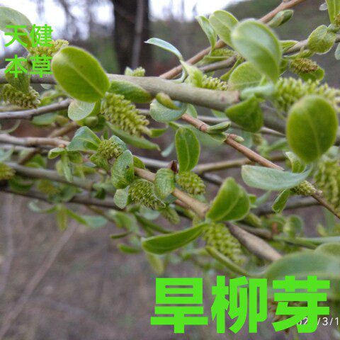 柳芽茶中药旱柳芽山杨柳芽旱柳叶河柳言叶柳小叶柳新鲜干货200克