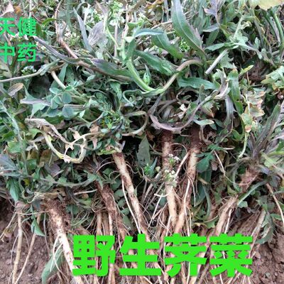 荠菜中药材三角草护生草鸡心菜