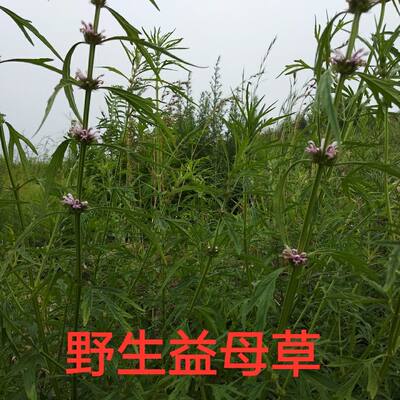 野生益母草中药茺蔚夏枯草红花艾益母蒿月母草四棱草干货250克