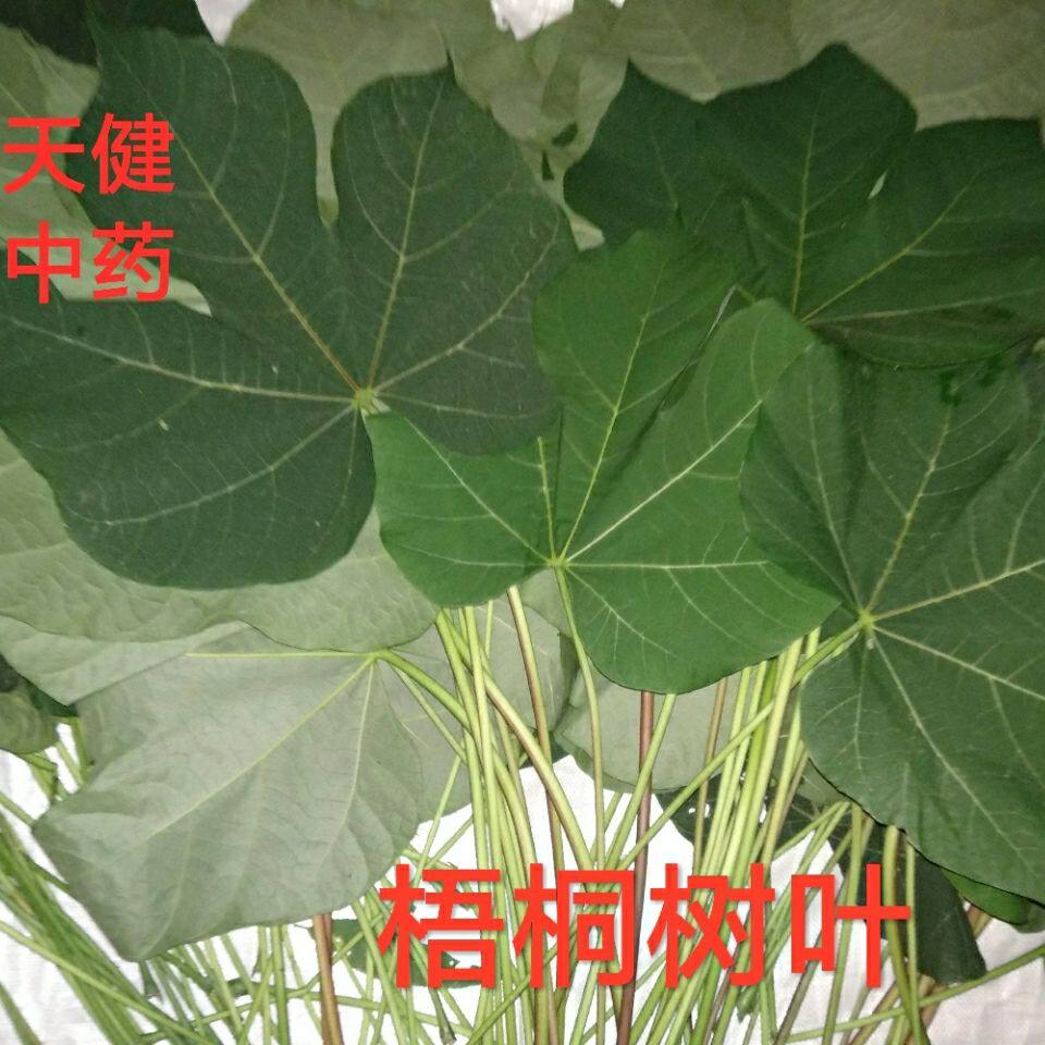 新鲜梧桐叶中药材梧桐树叶梧桐子梧桐白皮500克包邮