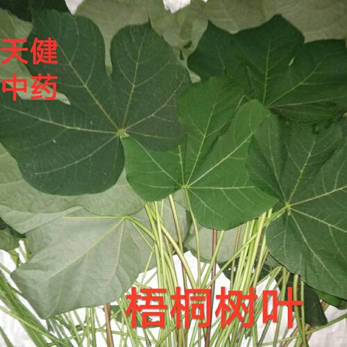 中药材500克新鲜干货包邮梧桐叶