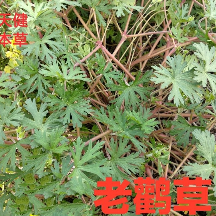 老鹳草中药五叶草牛筋新货包邮