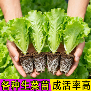 生菜秧苗带土菜苗意大利耐寒奶油大速四季 青菜苗各种秋冬蔬菜苗