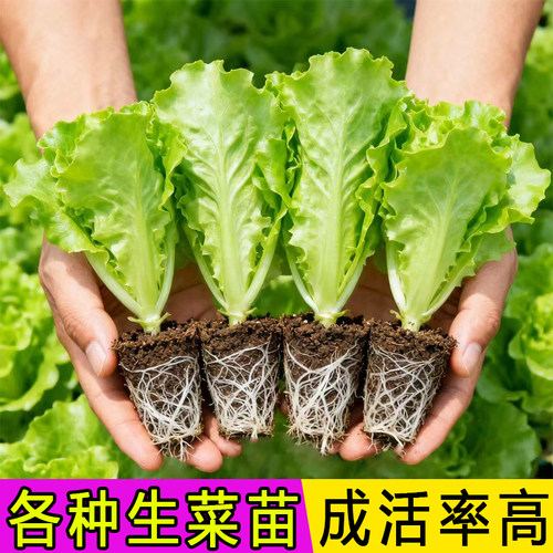 生菜秧苗带土菜苗意大利耐寒奶油