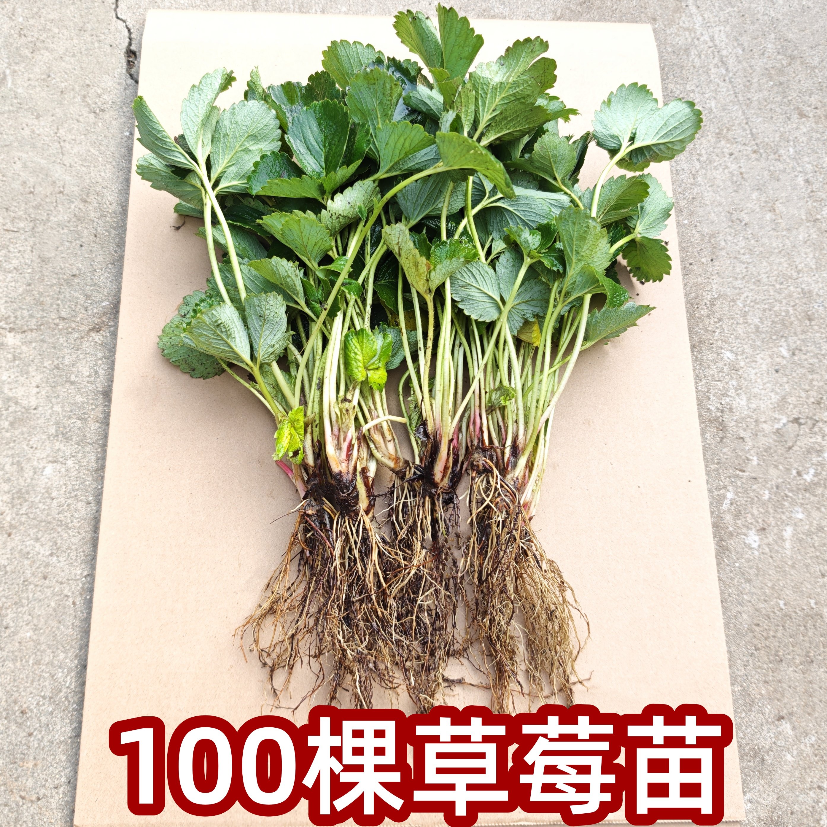 100棵草莓苗奶油红颜盆栽食用带土带盆牛奶果树草莓秧苗种籽