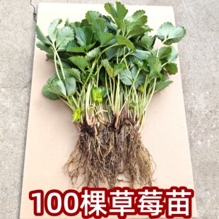 100棵草莓苗奶油红颜盆栽食用带土带盆牛奶果树草莓秧苗种籽