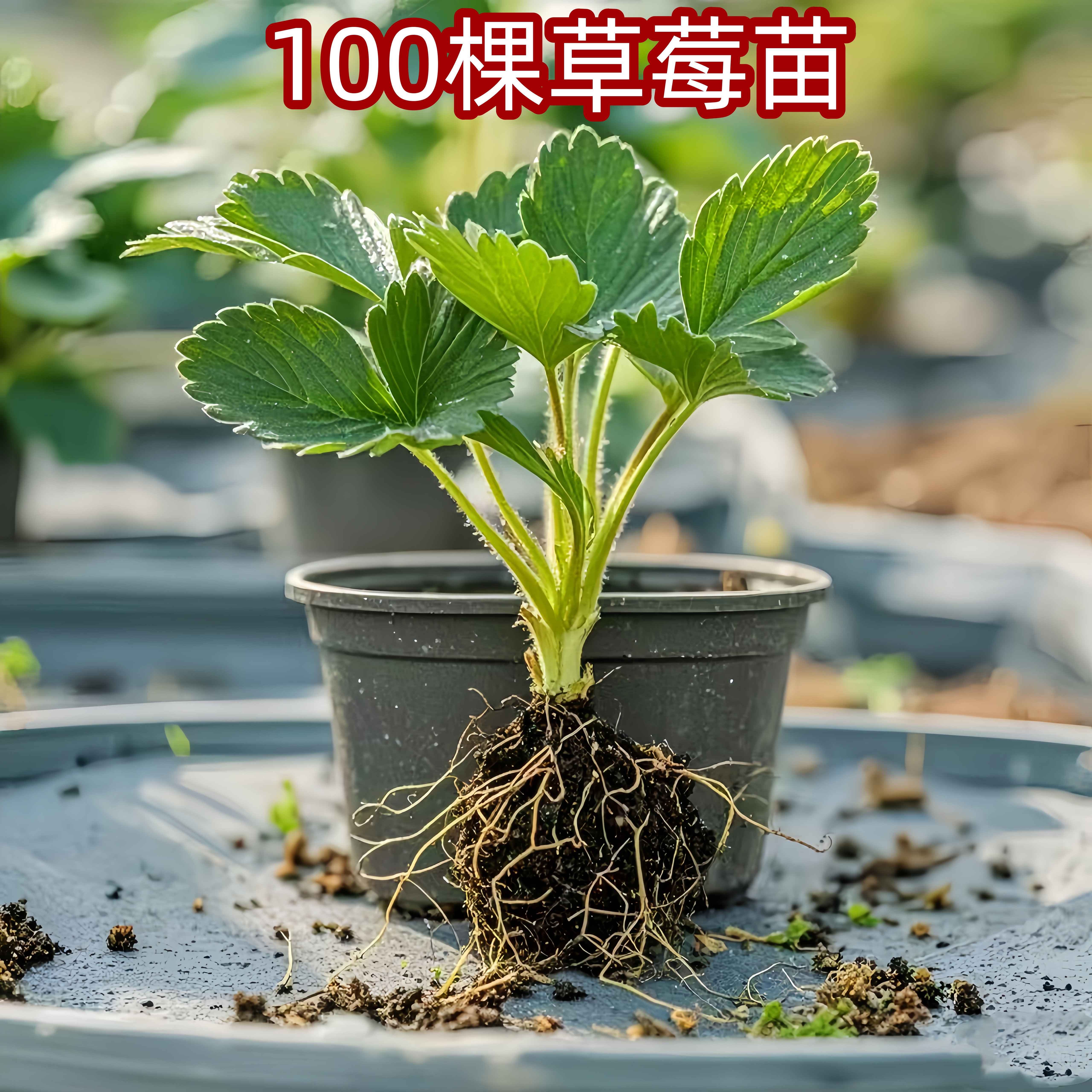 100棵奶油红颜草莓苗草莓秧苗可盆栽地栽南北方种植当年结果