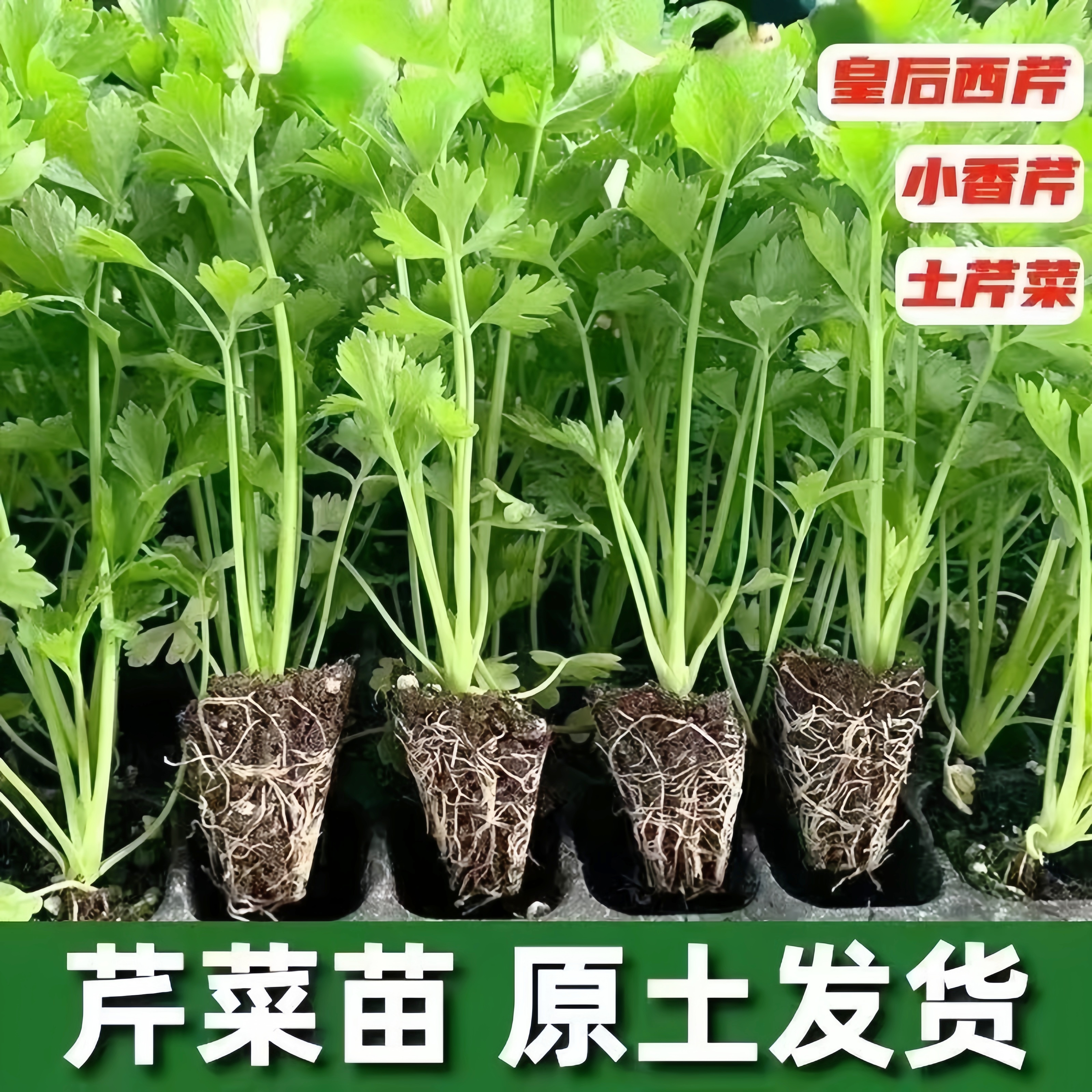 芹菜苗小香芹苗西芹苗