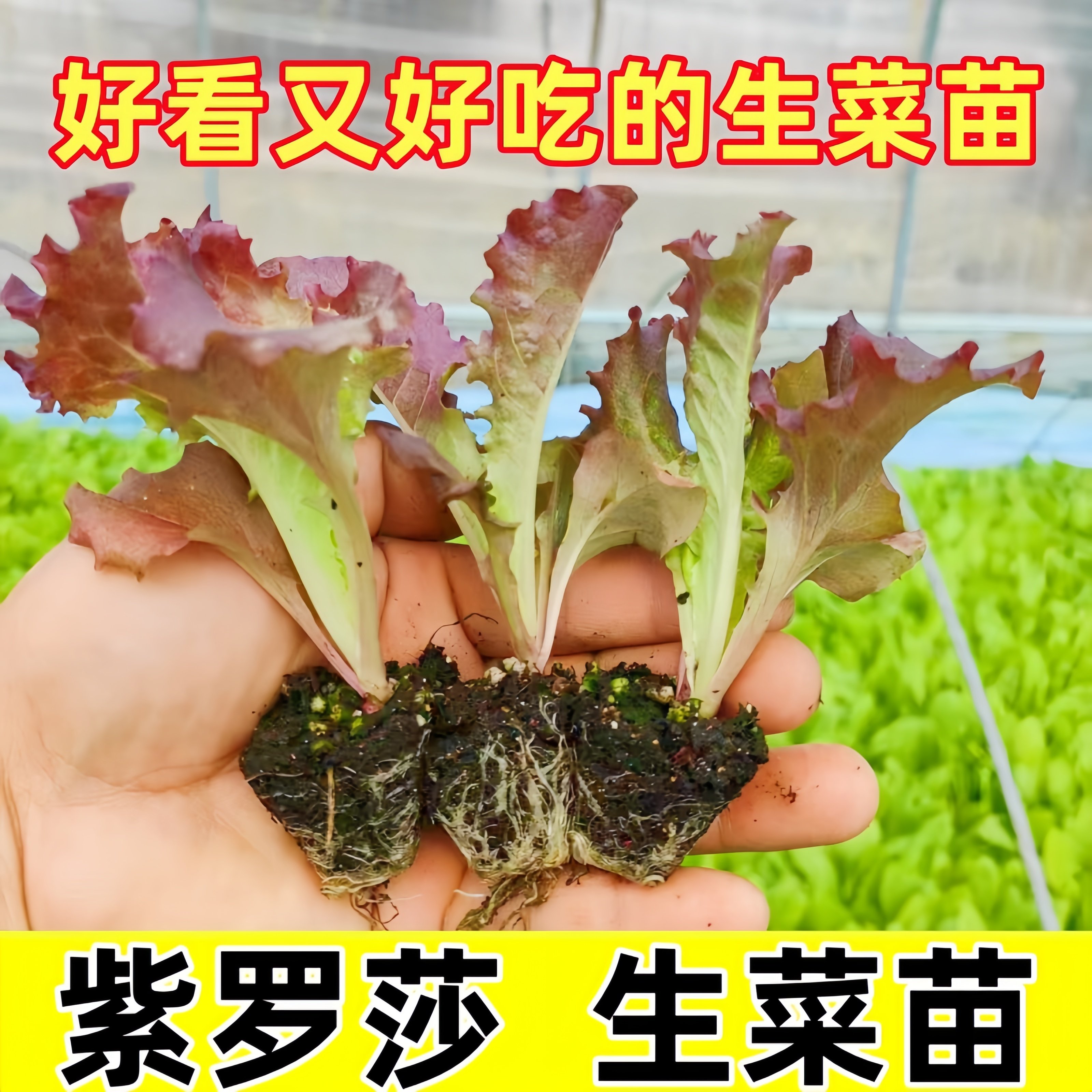 紫罗莎生菜苗盆栽蔬菜种苗阳台种植易活好养绿叶菜苗,鲜花速递/花卉仿真/绿植园艺,种苗/半成品盆栽,淘宝优惠券,粉丝福利购,淘宝优惠卷