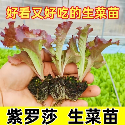 紫罗莎生菜苗盆栽蔬菜种苗阳台种植易活好养绿叶菜苗