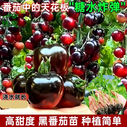 黑珍珠圣女果苗 种植简单秧苗水果阳台樱桃小番茄黑珍珠番茄苗